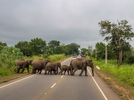Elephants crossing a road